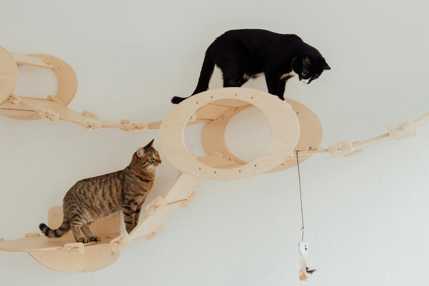 PET TOYS AND COLLECTIONS